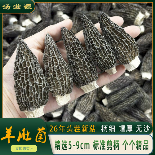 26年头茬羊肚菌干货煲汤提鲜