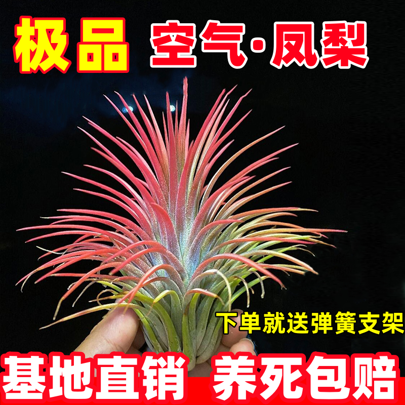 空气凤梨雨林缸造景吸甲醛客厅