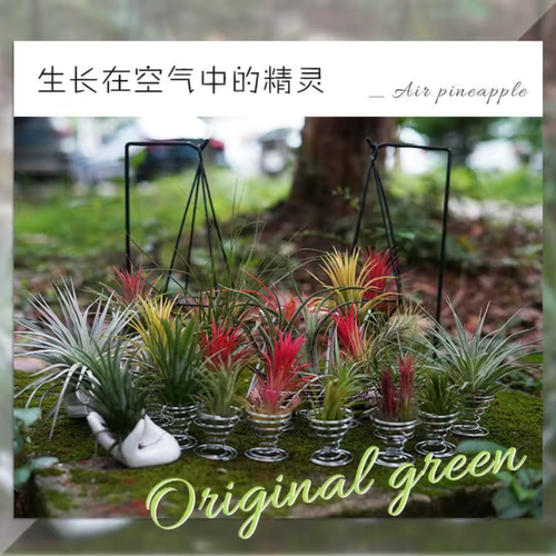 懒人植物办公室客厅室内易养护