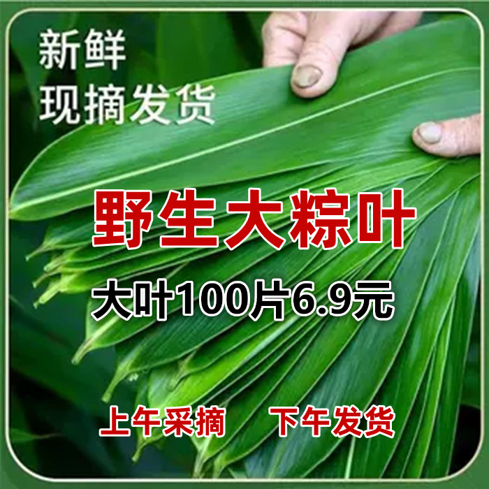 新鲜粽叶野生粽子叶箬叶特大号100片真空家用江西竹箬叶非芦苇叶