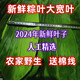 粽叶新鲜棕叶野生粽子叶大号2024粽叶100片家用端午包粽子非芦苇