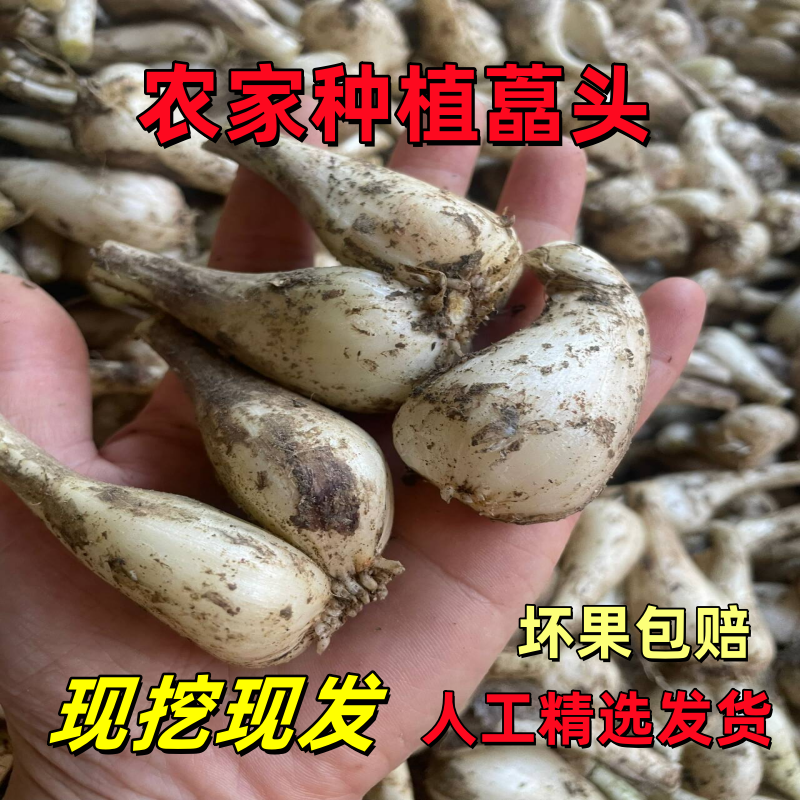 新鲜荞头藠头现挖现发芥头农家江西教头茭头5斤当季蔬菜葱头种子