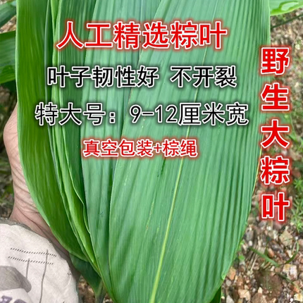 棕叶新鲜粽子叶野生大棕叶箬叶100片真空农家家用商用端午包粽子
