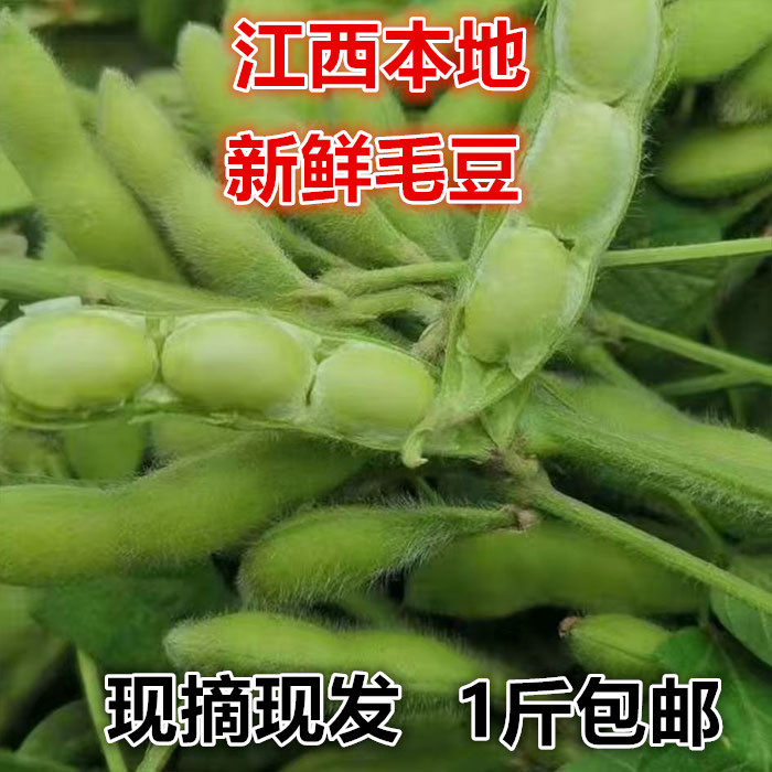 湖北新鲜毛豆带壳特产