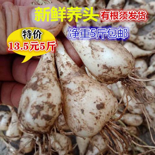 新鲜荞头农家自种带根须藠头