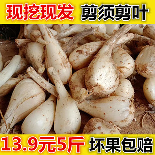 藠头新鲜荞头现挖茭头教头去叶农家自种蒜白糖醋腌制泡菜时令蔬菜