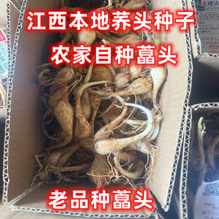 江西藠头种子新鲜荞头现挖茭头带根须本地农家自种蒜白糖醋腌制泡