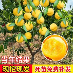 黄桃树苖桃树果苗嫁接苗冬桃油桃树果苗南方北方种植桃苗当年结果