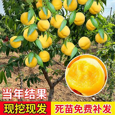 黄桃树苖果苗嫁接冬油南方