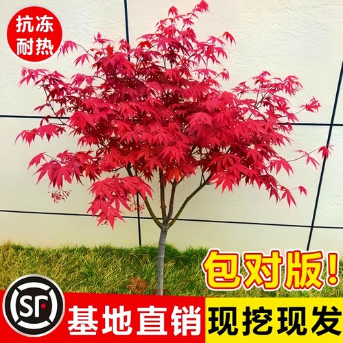 日本红枫树苗四季舞姬盆栽