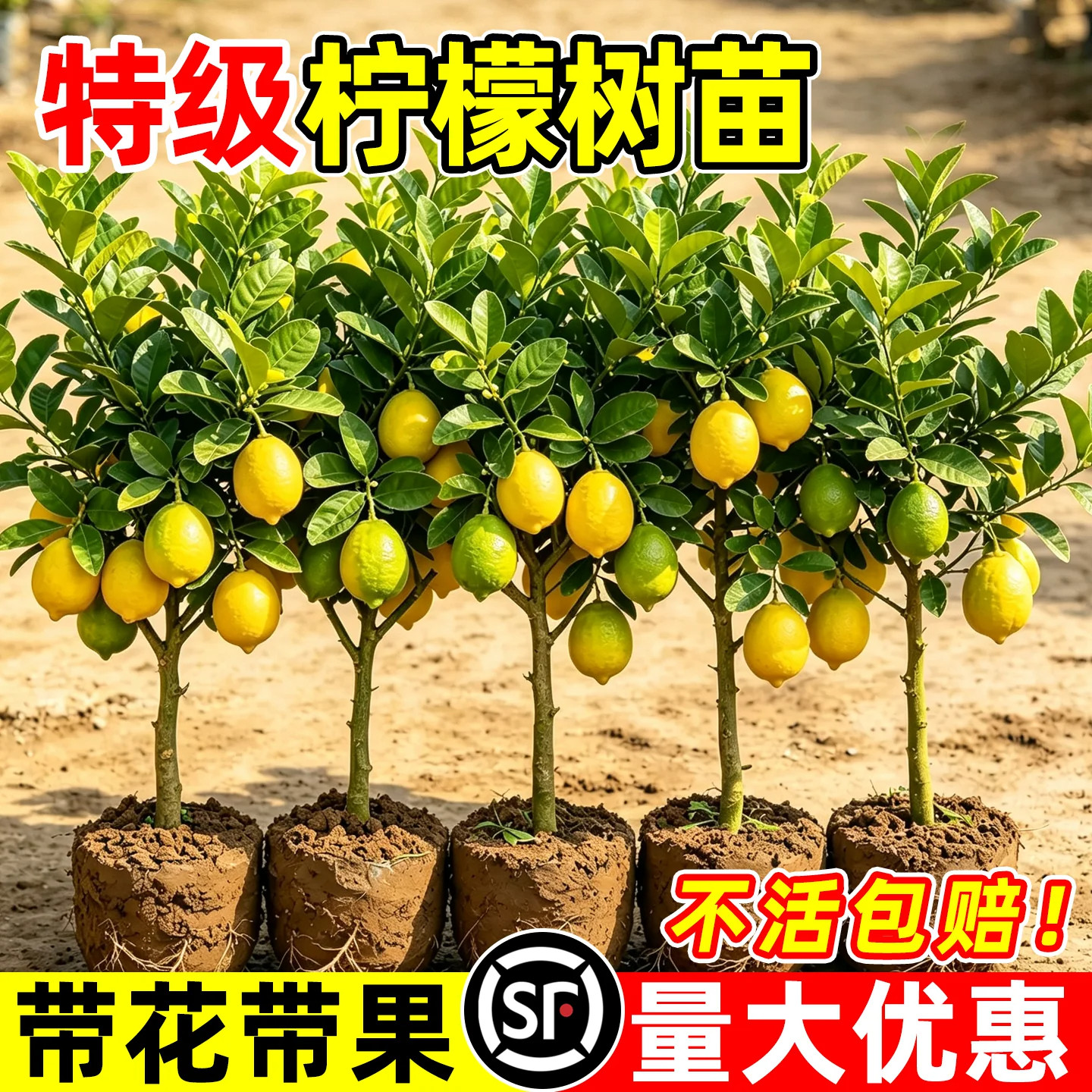 室内客厅易活养的香水柠檬树盆栽四季挂果可食用南北方适合种植居
