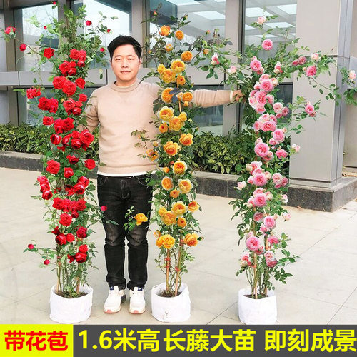 1.6米高藤本月季蔷薇花苗四季开