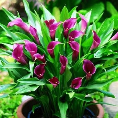 四季彩色马蹄莲盆栽植物室内