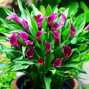 彩色马蹄莲阳台盆栽植物室内种球多年生花卉好养易活耐寒绿植 四季