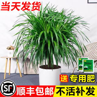 龙血树客厅绿植四季常青好养盆栽老桩多头龙须树室内大型落地盆景