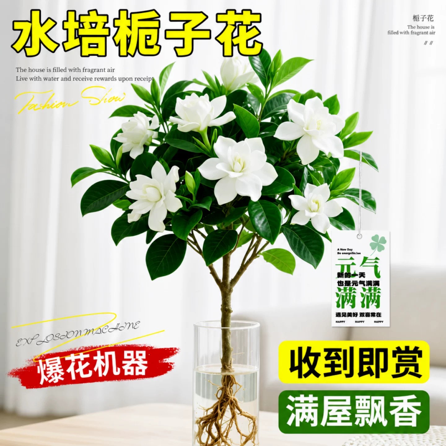 水培栀子花盆栽四季好养带花苞图片