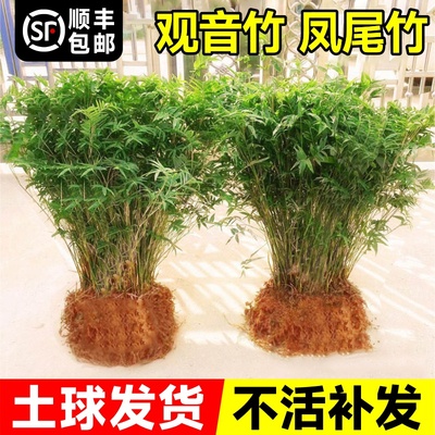水培米竹盆栽室内植物小叶绿