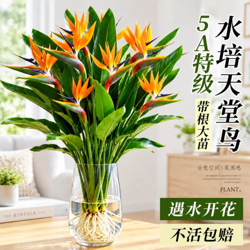 水培天堂鸟鹤望兰好养四季常青