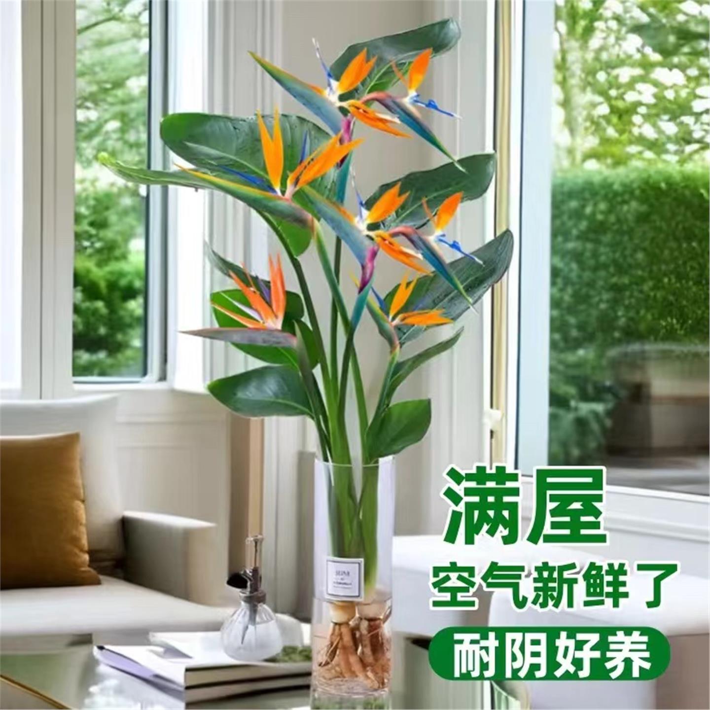 【室内摆设专家】天堂鸟无
