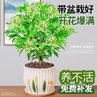 開(kāi)花好養(yǎng) 夜來(lái)香花樹(shù)苗盆栽九里香花卉室內(nèi)陽(yáng)臺(tái)驅(qū)蚊綠植物鮮花四季