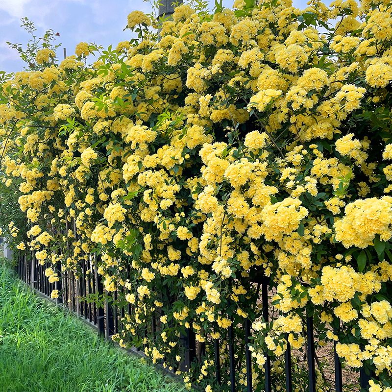黄木香花苗爬藤植物浓香四季红木香蔷薇花卉庭院攀援白木香大苗