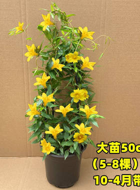 法国香水茉莉花盆栽浓卉阳台