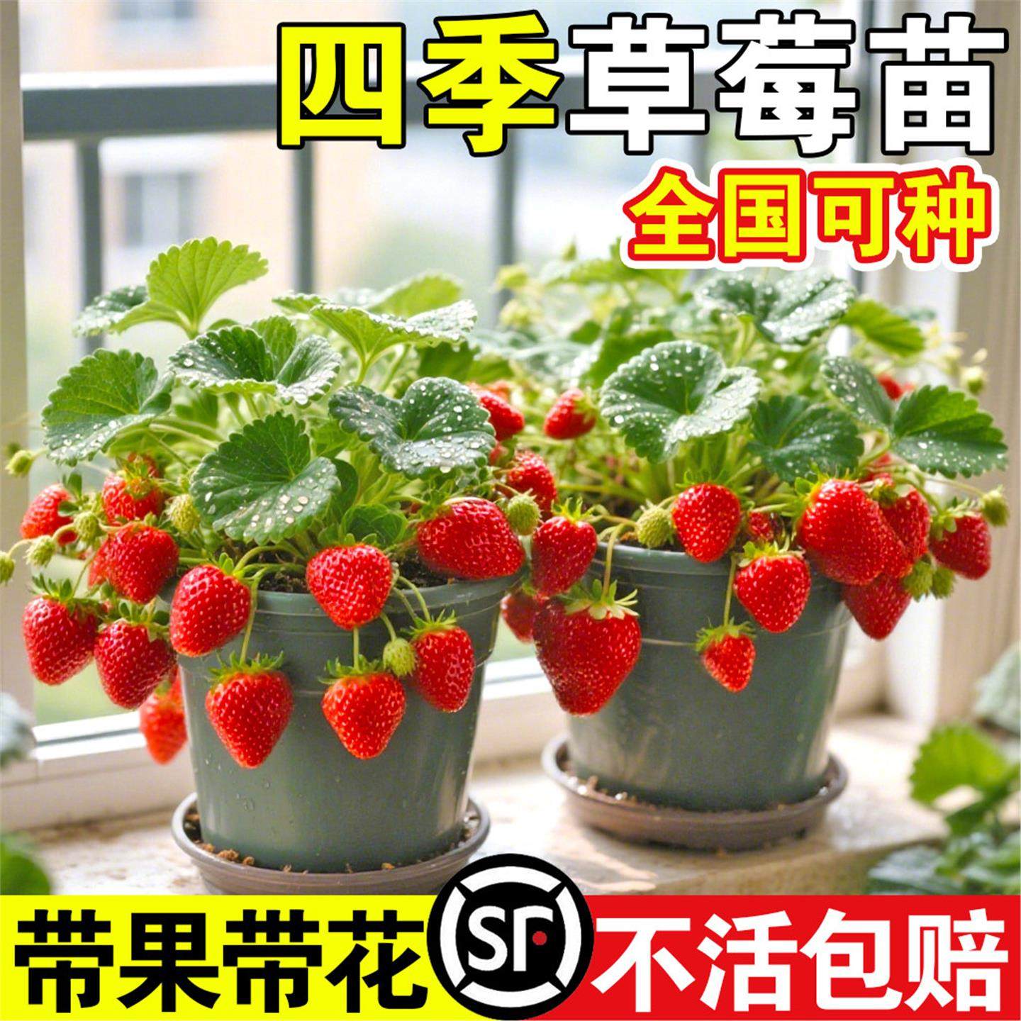 草莓苗带花带果盆栽带土丹东奶油甜宝章姬久香草莓秧苗四季,鲜花速递/花卉仿真/绿植园艺,种苗/半成品盆栽,淘宝优惠券,粉丝福利购,淘宝优惠卷