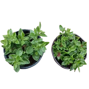 牡丹吊兰花苗带花阳台垂吊四季种植吊兰盆栽开花植物花卉穿心莲