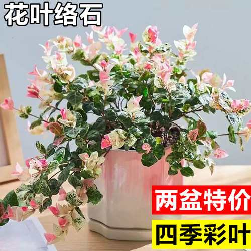 花叶络石彩苗盆栽吊兰四季