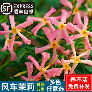 粉色风车茉莉盆栽大苗黄白色爬藤植物络石藤四季开花耐寒阳台花卉