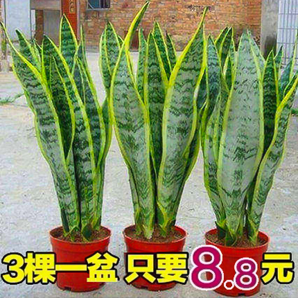 天时双喜金边虎皮兰盆栽花卉