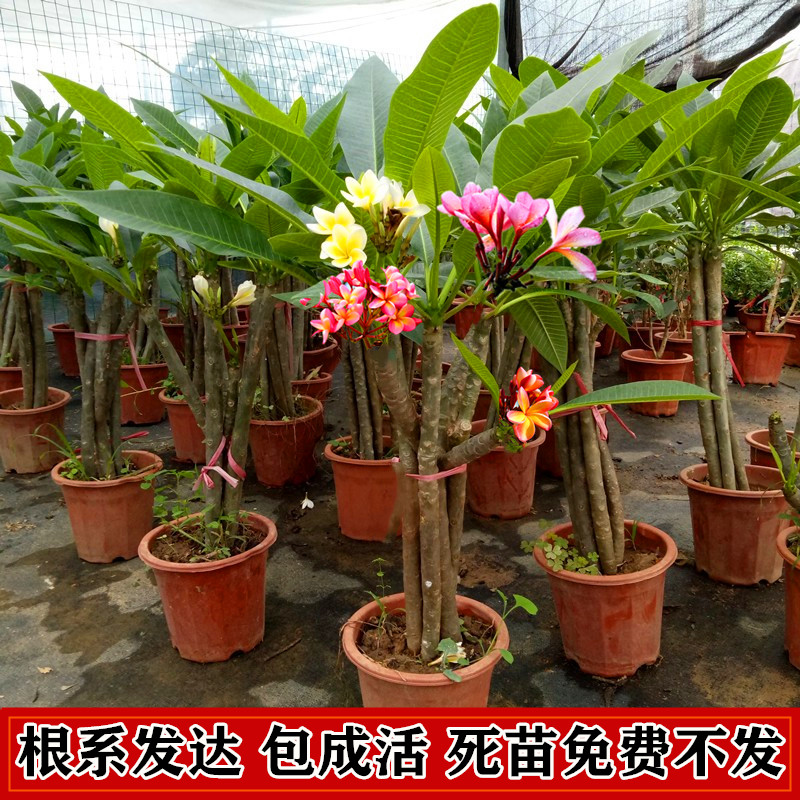 鸡蛋花树苗盆栽当年开庭院地