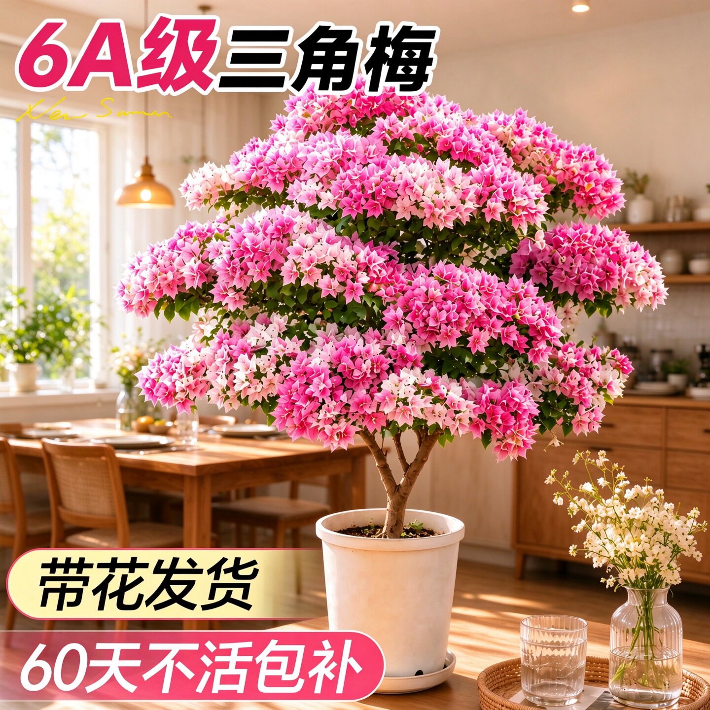 四季开花三角梅盆栽老桩大苗漳红樱绿樱重瓣花卉带花苞好养阳台绿