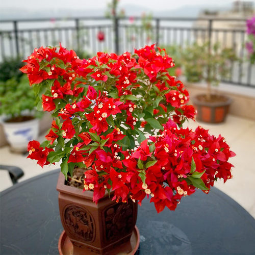 甜然春三角梅叶子花盆栽带