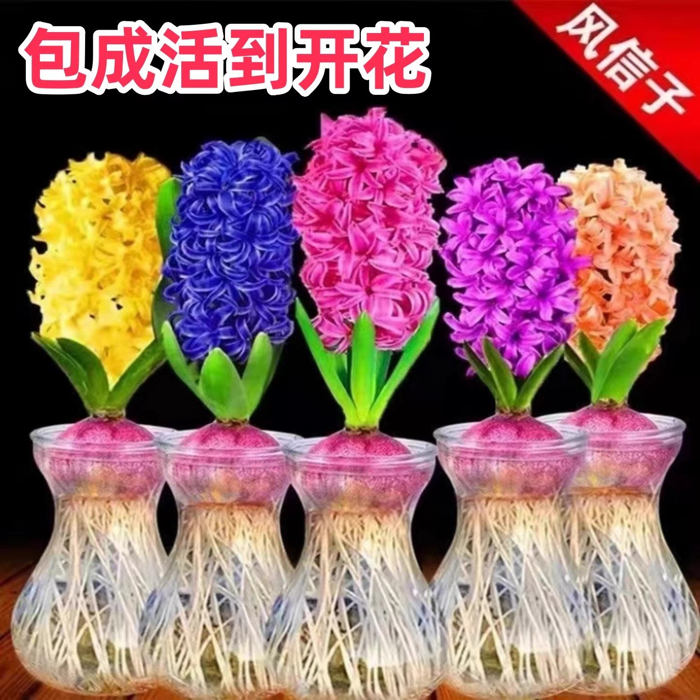 进口风信子种球水培花卉植物室内外耐寒好养懒人土培学生桌面盆栽