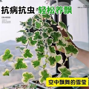 日本雪莹常春藤爱心叶出锦常青藤小仙女打卡必备垂吊植物桌面盆栽