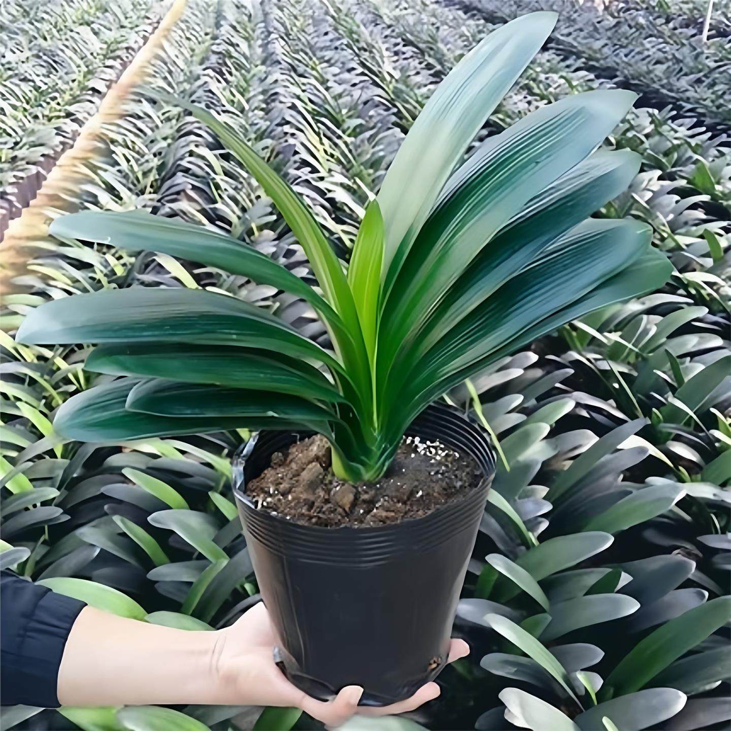 室内君子兰盆栽精品绿植花卉植物客厅阳台圆头和尚苞大苗当年开花,鲜花速递/花卉仿真/绿植园艺,国兰/杂交兰/洋兰类,淘宝优惠券,粉丝福利购,淘宝优惠卷