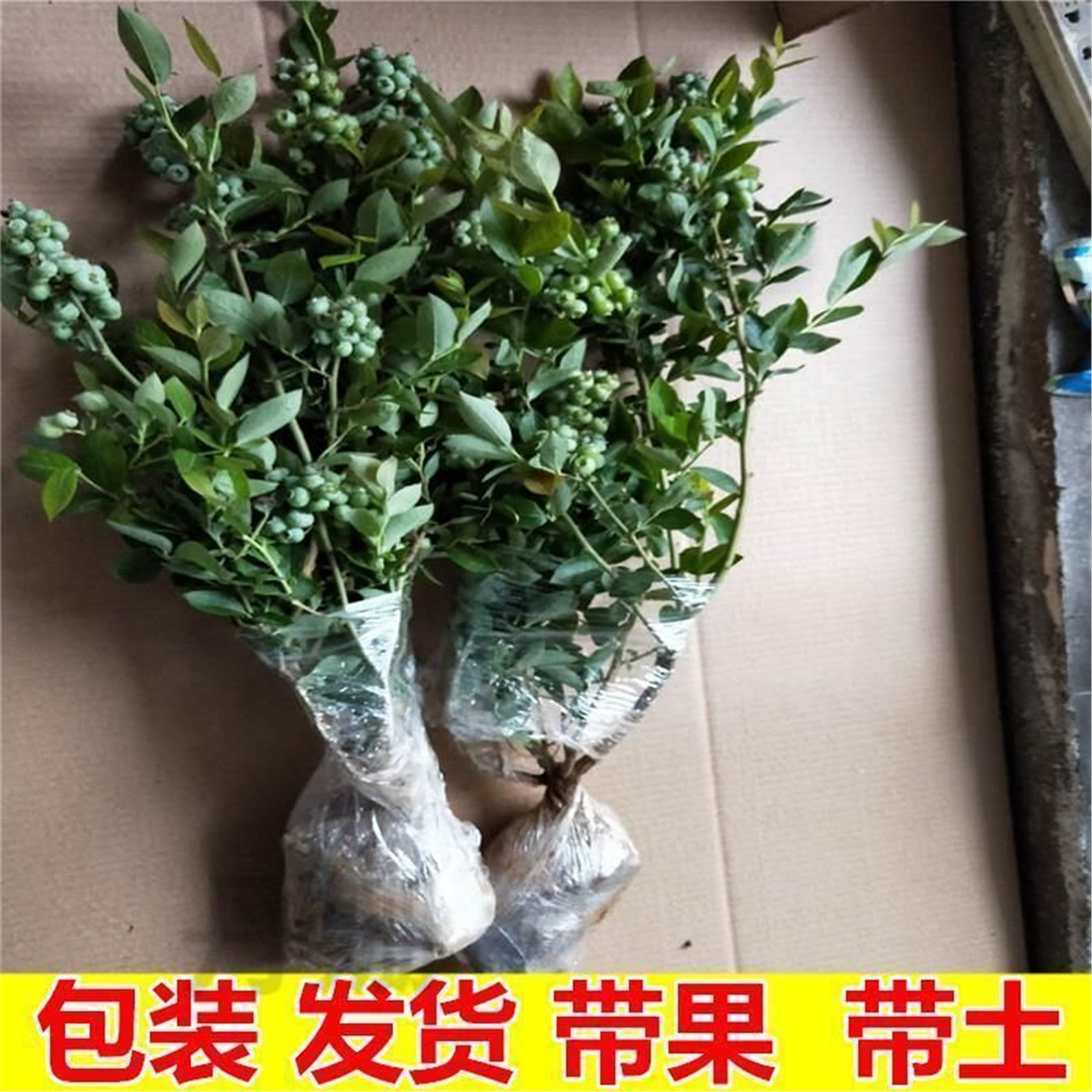 蓝莓苗果树原土带花带果蓝莓树苗南北方种植盆栽地栽结果大苗兰梅,鲜花速递/花卉仿真/绿植园艺,藤本/攀援植物,淘宝优惠券,粉丝福利购,淘宝优惠卷