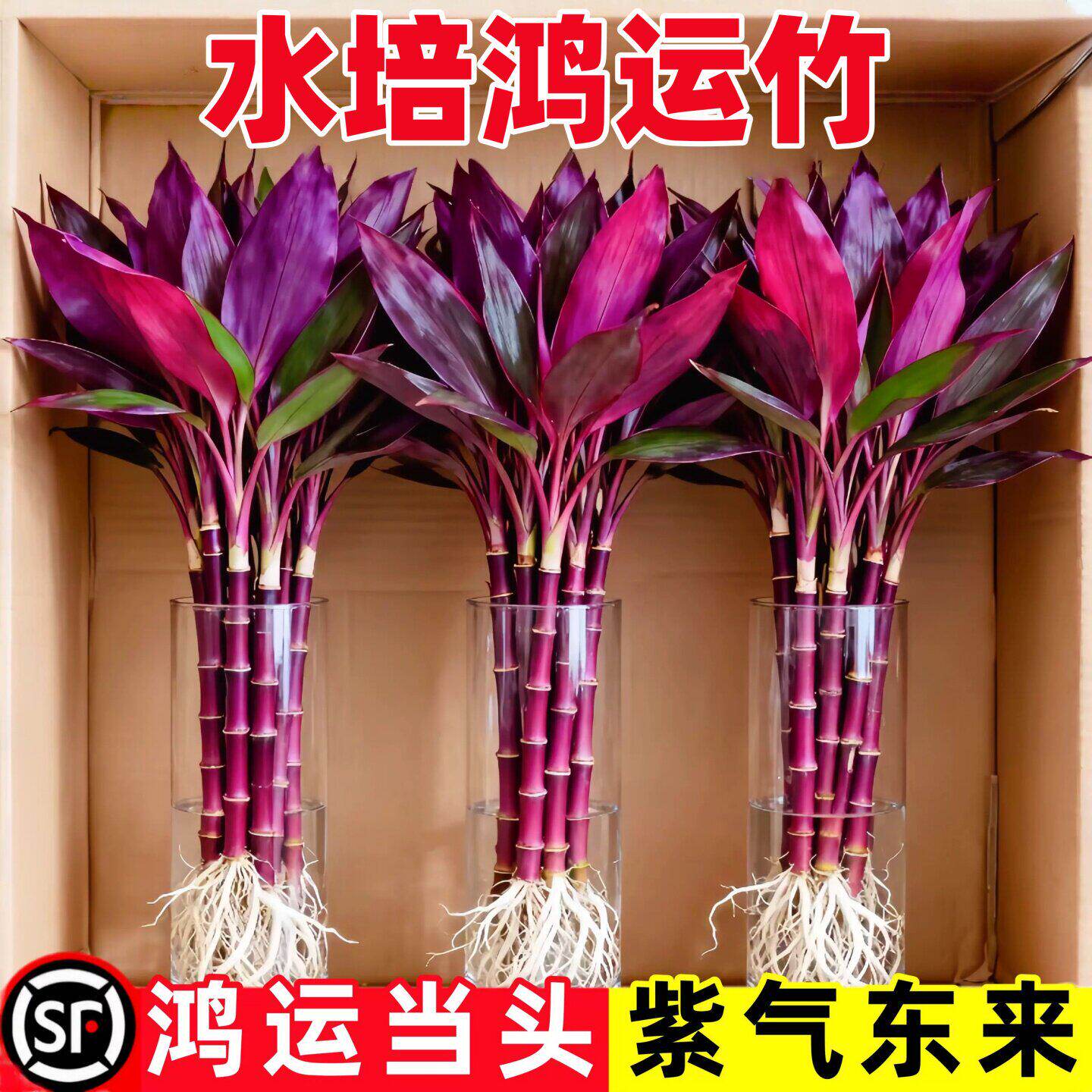富贵竹水培绿植物盆栽客厅紫竹鸿运招财竹子办公室内桌面好养花卉 - 实物图