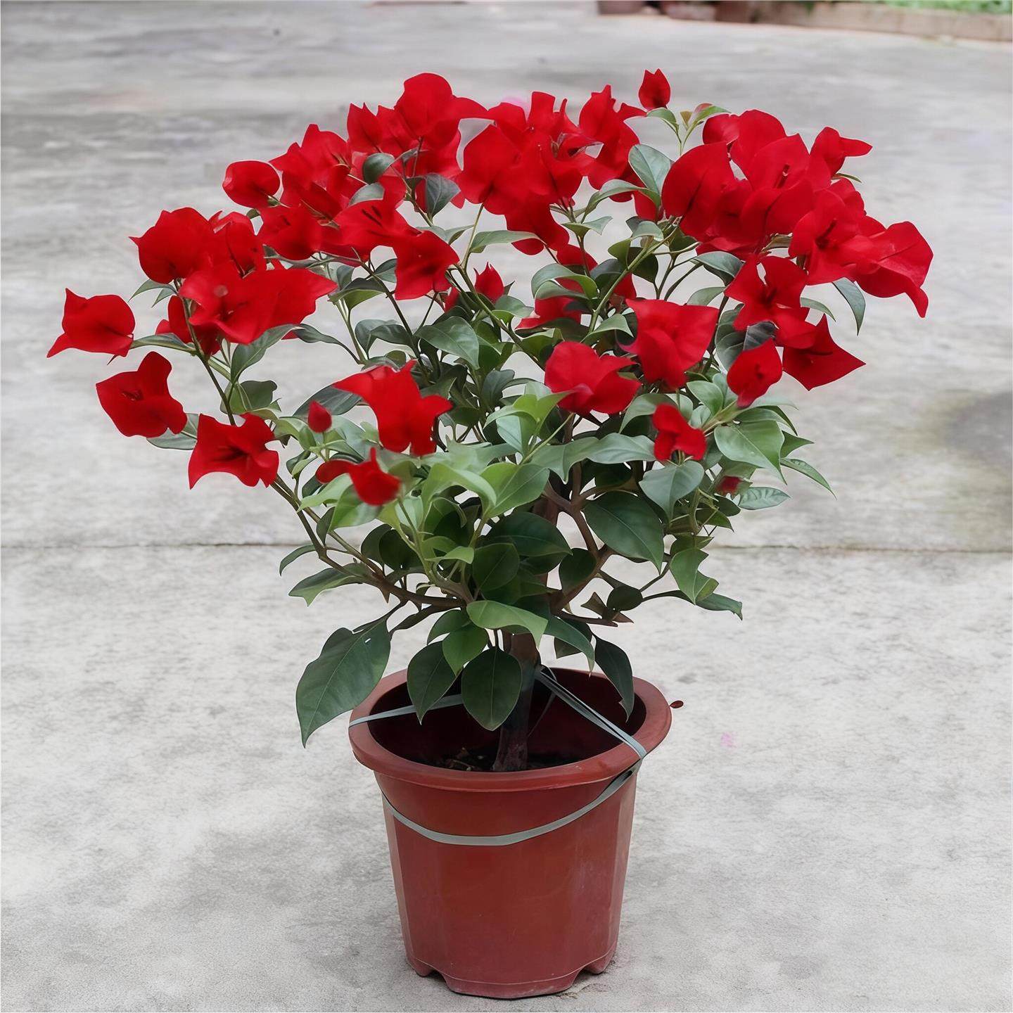 混色三角梅四季开花卉不断盆栽大苗带花爬藤植物室内阳台庭院树苗,鲜花速递/花卉仿真/绿植园艺,时令草本花卉,淘宝优惠券,粉丝福利购,淘宝优惠卷