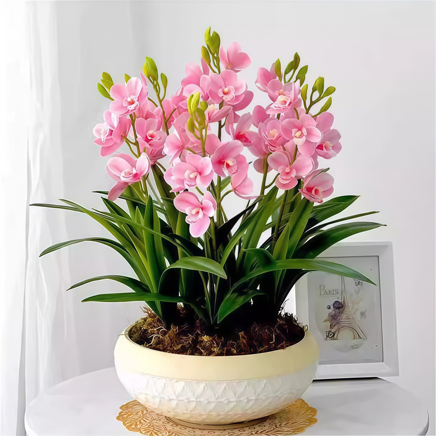 超香兰花红韵室内盆栽墨企