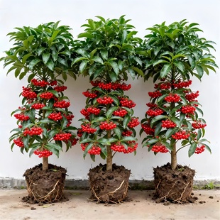 富贵子盆栽带果发货富贵籽花树苗金玉满堂耐寒冻好养植物年宵花卉