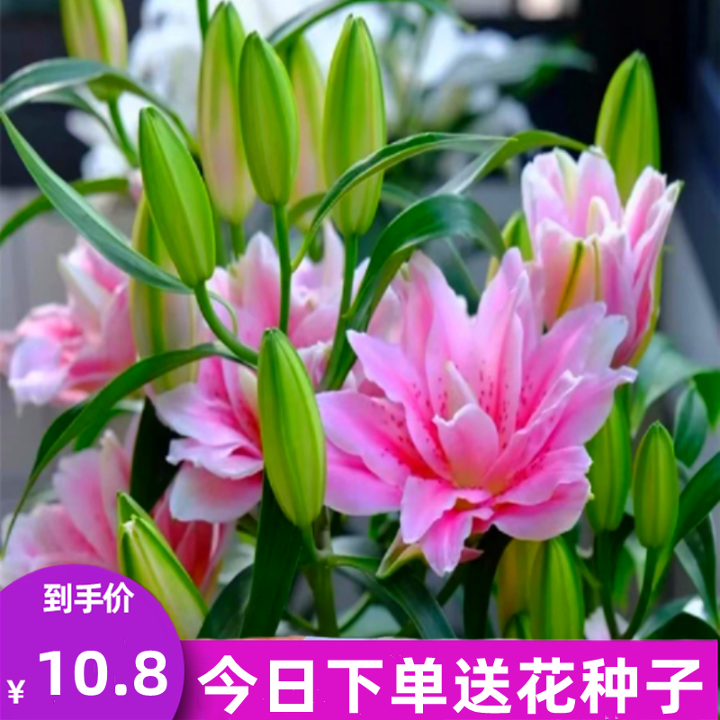 5颗重瓣进口香水百合花种球四季开花易活花卉鲜花盆栽郁金香种子