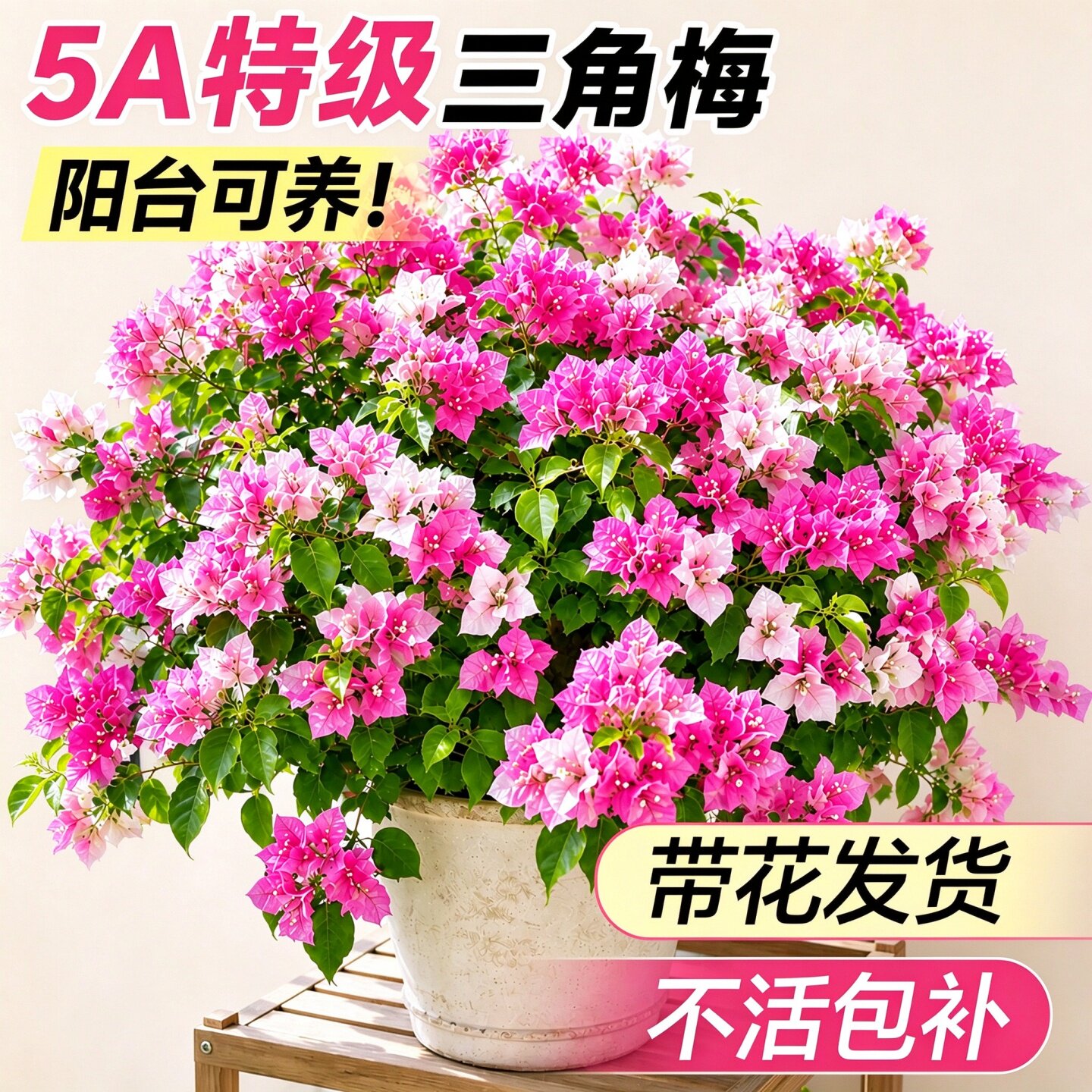 漳红樱三角梅盆栽四季开花重瓣耐养阳台庭院花卉带花苞发货懒人绿