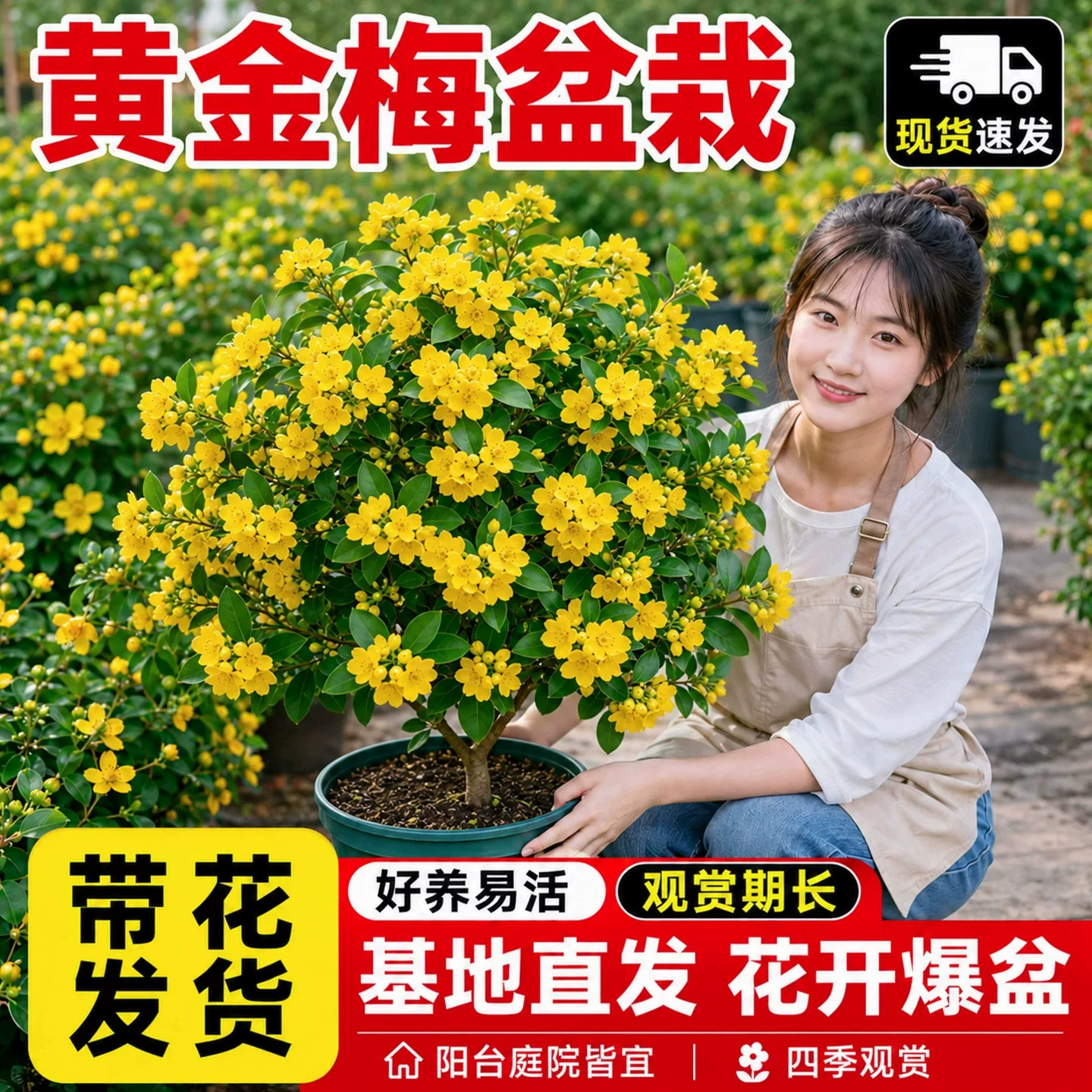 黄金梅盆栽带花苞四季开花浓香植物阳台庭院耐寒好养花期长决明子