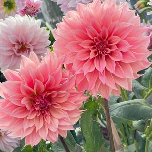 进口大丽花种球重瓣巨型花苗四季庭院地栽阳台盆栽多年生花卉植物