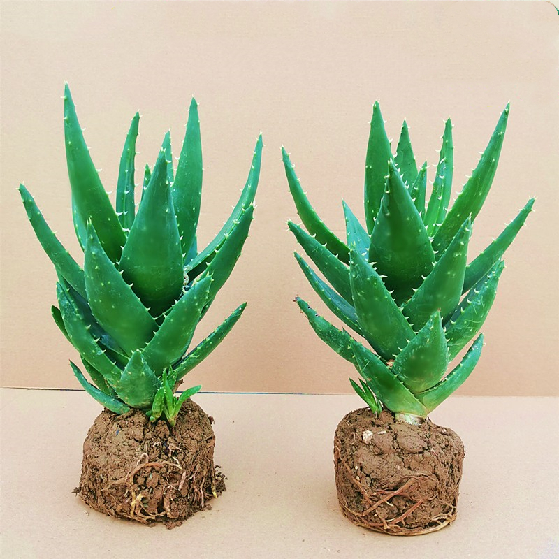 DIY多肉植物不夜城芦荟盆栽