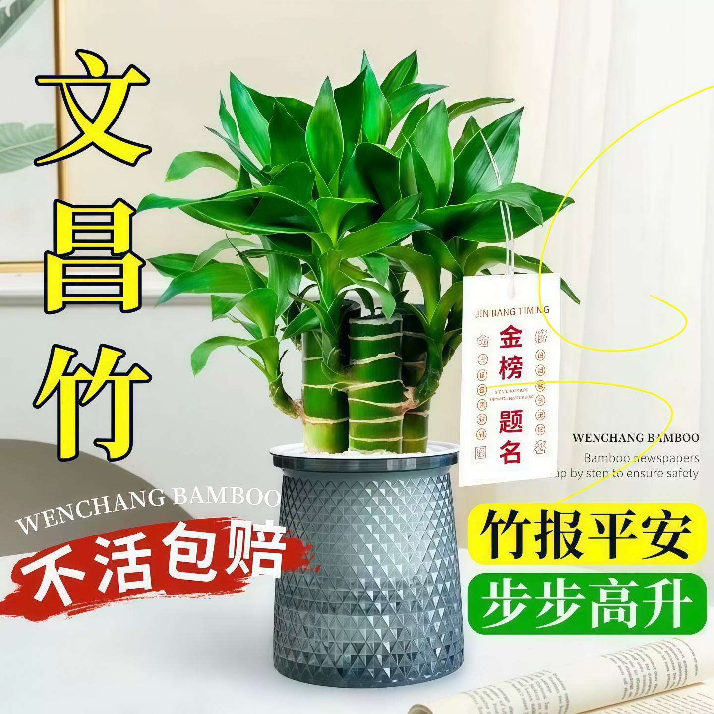 富贵竹水培植物养文昌粗杆