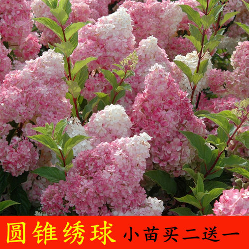 圆锥绣球大花木绣球耐严寒耐晒庭院种植香草草莓白玉石灰灯绣球苗