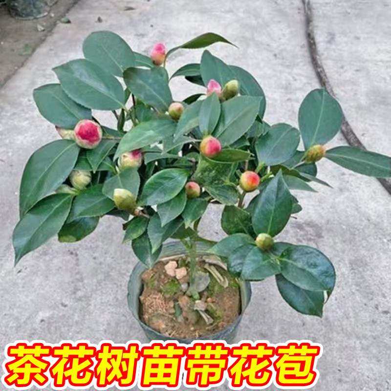 茶花树苗盆栽香妃山茶花带花苞五色赤丹花卉室内好养四季开花植物